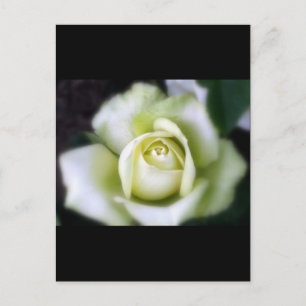 Weiße Rosenweichfokus Postkarte