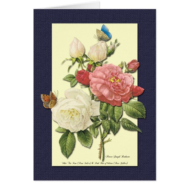 Weiße Rote Rosen Blank Botanische Kunstkarte (Vorne)