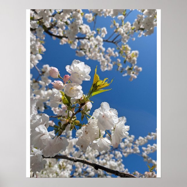 Weiße Sakura H.G. Poster (Vorne)