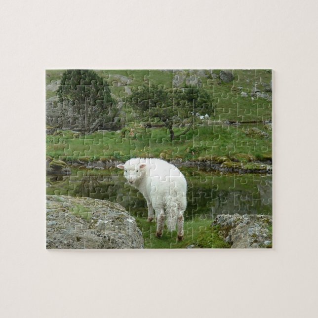 Weiße Schafe, Wales und Britische Landschaften (Horizontal)