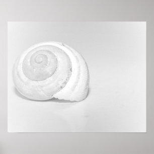 Weiße Schneckenschale Minimalistische Naturfotogra Poster