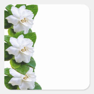 Weiße, schöne Gärten Blume auf Weiß Quadratischer Aufkleber