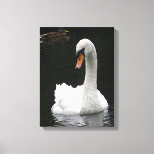 Weiße Schwan Leinwanddruck