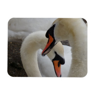 Weiße Schwäne 3"x4"-Magnet Magnet