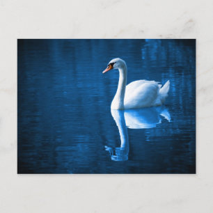 Weiße Schwäne auf blauen Gewässern Postkarte