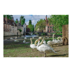 Weiße Schwäne in Brügge Fotodruck