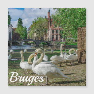 Weiße Schwäne in Brügge im Zentrum von Magnet