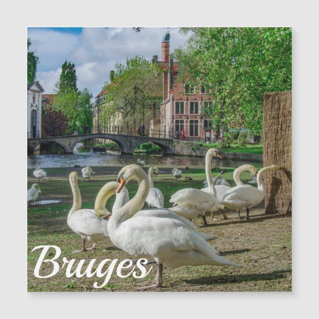 Weiße Schwäne in Brügge im Zentrum von Magnet (Vorderseite)