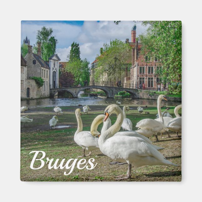 Weiße Schwäne in Brügge Magnet (Vorne)