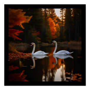 Weiße Schwäne schlängeln über den Herbstteich Poster