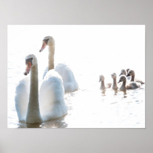 Weiße Schwanfamilie mit Küken High Key Wildlife F Poster