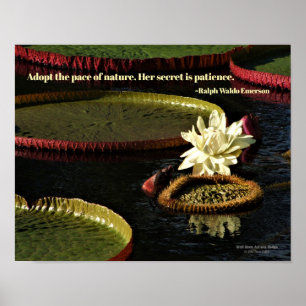Weiße Seerosenblüte und riesige Seerosenblätter Poster