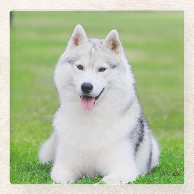 Weiße sibirische Husky-Welpe auf grünem Grasfeld Glasuntersetzer (Vorderseite)
