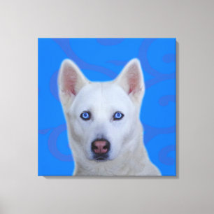 Weiße sibirische Husky-Wrapped Canvas Leinwanddruck