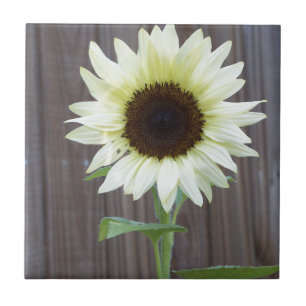Weiße Sonnenblume gegen einen verwitterten Zaun Fliese