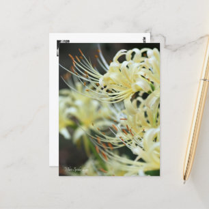 Weiße Spinnenlilie Postkarte