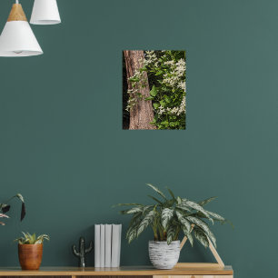 Weiße Süße Herbstwaldrebe Blüten Poster