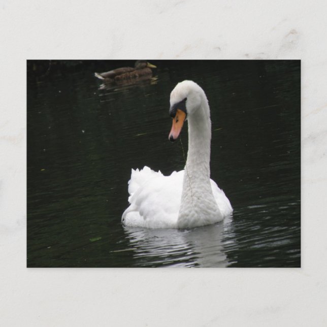Weiße Swan-Postkarte Postkarte (Vorderseite)