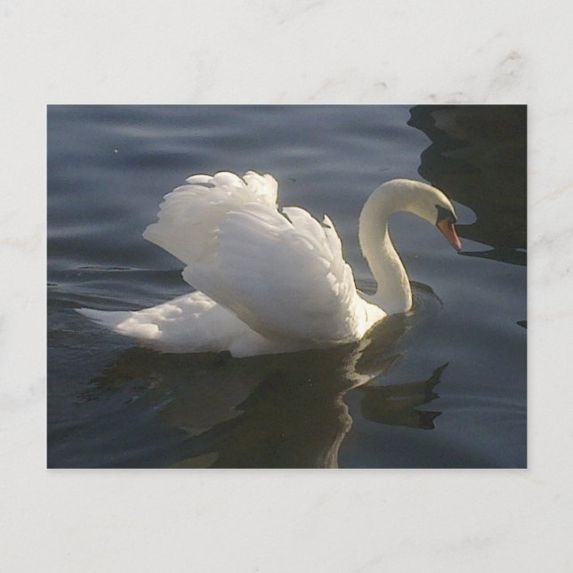 Weiße Swan-Postkarte Postkarte (Vorderseite)