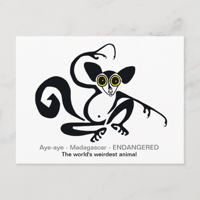 Weiße Tierwelt - AYE-AYE - Lemur- Primat Postkarte (Vorderseite)