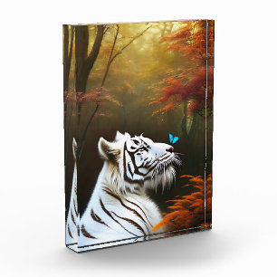 Weiße Tiger, die Momente lieben, Foto Block