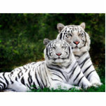 Weiße Tiger-Foto-Skulptur Freistehende Fotoskulptur<br><div class="desc">Weiße Tiger-Foto-Skulptur</div>