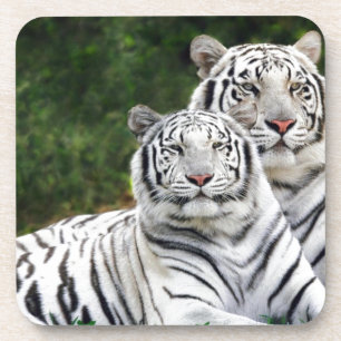 Weiße Tiger Getränkeuntersetzer