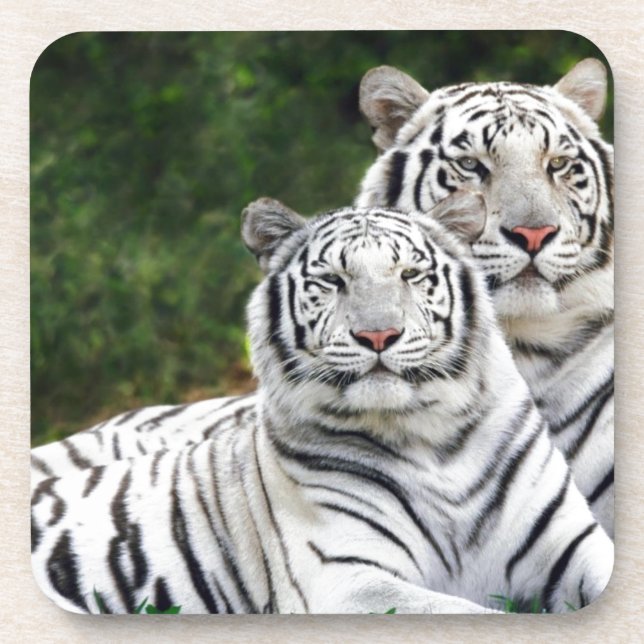 Weiße Tiger Getränkeuntersetzer (Vorderseite)
