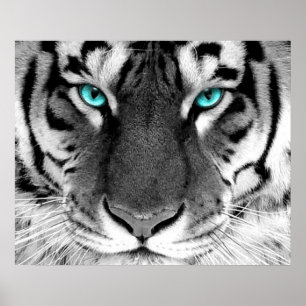 Weiße Tiger-Plakat-Augen Poster