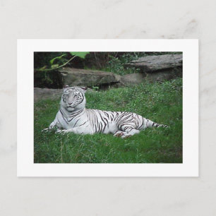 Weiße Tiger Postkarte
