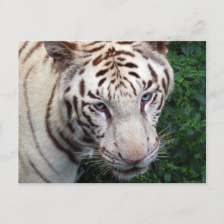 Weiße Tiger Postkarte