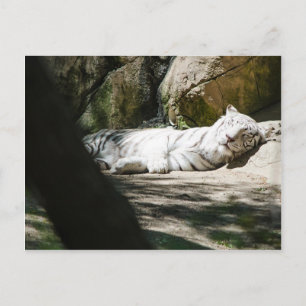 Weiße Tiger-Postkarte Postkarte