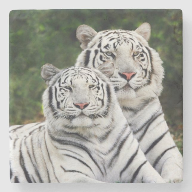 Weiße Tiger Steinuntersetzer (Vorderseite)