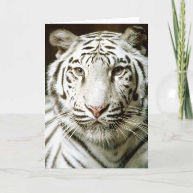 Weiße Tigerfarbphotographie-Grußkarte Karte (Vorderseite)