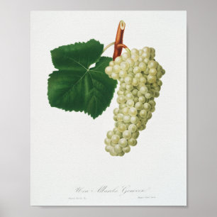 Weiße Traube (Vitis vinifera genuensis) Poster