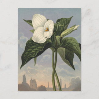Weiße Trillium-Blüte im Stil des Temple of Flora Postkarte