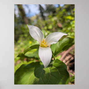 Weiße Trillium-Waldblume Makro Poster
