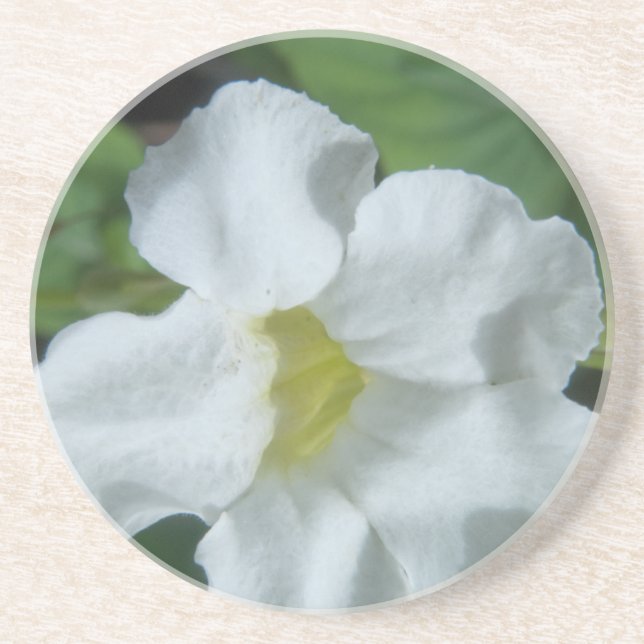 Weiße tropische Blume auf Fidschi gefunden Getränkeuntersetzer (Vorne)