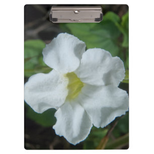 Weiße tropische Blume auf Fidschi Klemmbrett