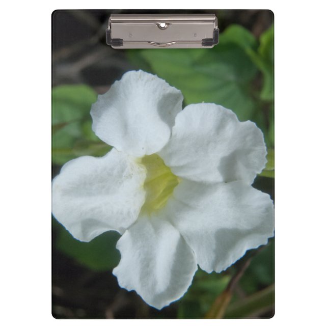 Weiße tropische Blume auf Fidschi Klemmbrett (Vorderseite)