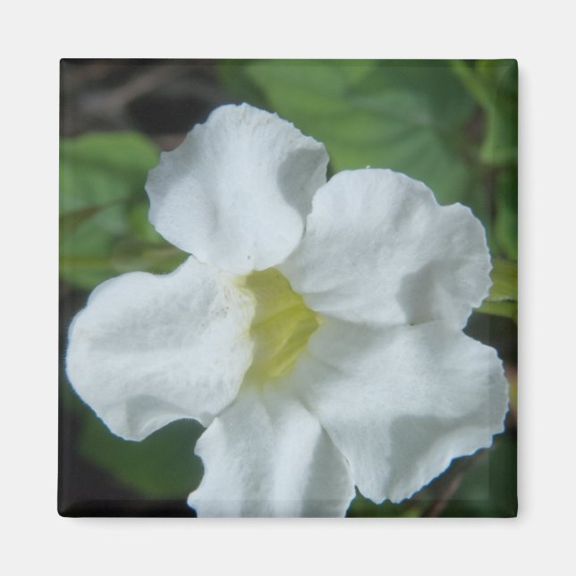 Weiße tropische Blume auf Fidschi Magnet (Vorne)
