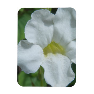 Weiße tropische Blume auf Fidschi Magnet