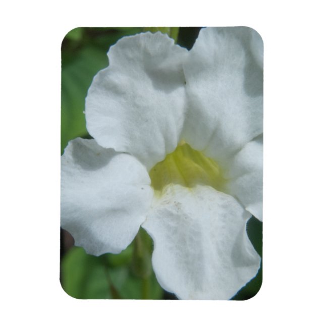 Weiße tropische Blume auf Fidschi Magnet (Vertikal)