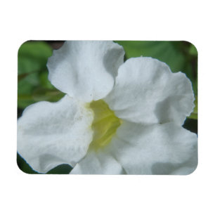 Weiße tropische Blume auf Fidschi Magnet