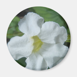 Weiße tropische Blume auf Fidschi Magnet