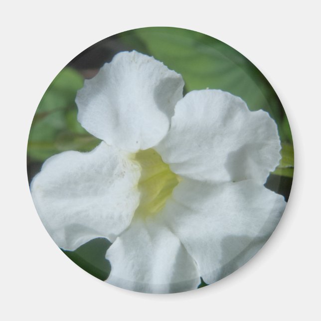 Weiße tropische Blume auf Fidschi Magnet (Vorne)