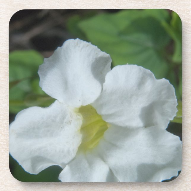 Weiße tropische Blume auf Fidschi Untersetzer (Vorderseite)