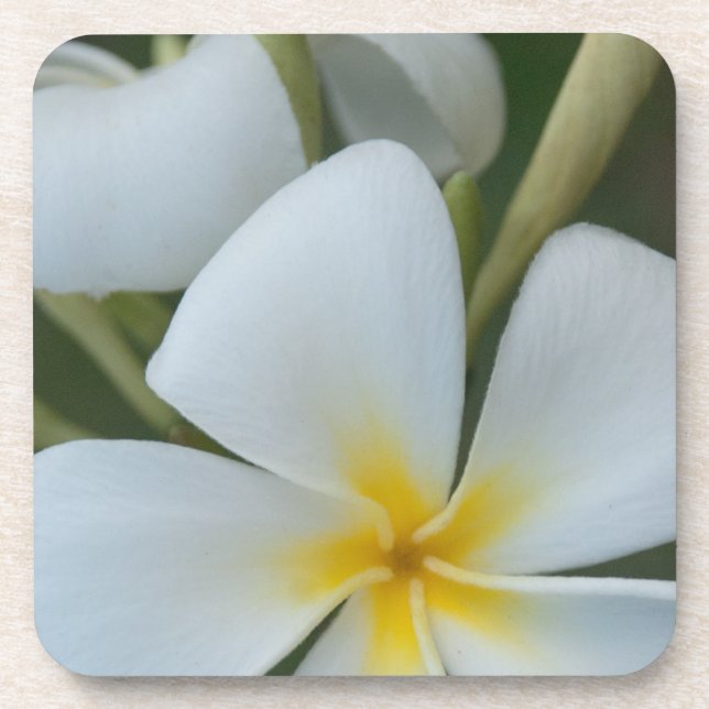 Weiße tropische Blume aus Fidschi Getränkeuntersetzer (Vorderseite)