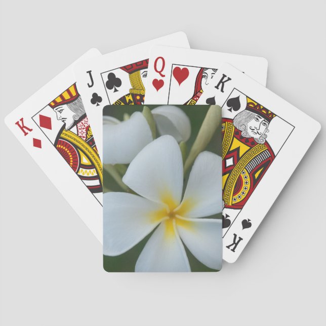 Weiße tropische Blume aus Fidschi Spielkarten (Rückseite)