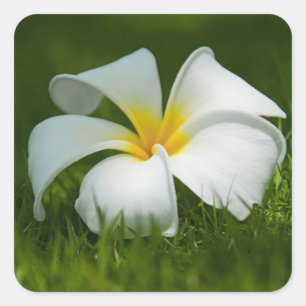 Weiße tropische Blume (Frangipani) nah Quadratischer Aufkleber